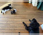 Small Photo #5 Border Collie-Unknown Mix Puppy For Sale in Arlington, VA, USA