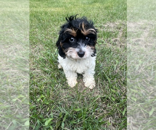 Medium Photo #36 Cavapoo-Poodle (Miniature) Mix Puppy For Sale in DURHAM, CT, USA