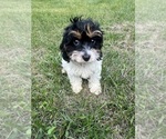 Small #35 Cavapoo-Poodle (Miniature) Mix