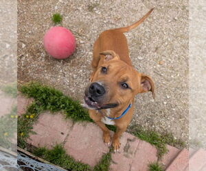 Boxer-Unknown Mix Dogs for adoption in Evansville, IN, USA