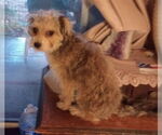 Small Mutt