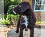 Small #5 F2 Aussiedoodle