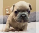 Puppy Pibble French Bulldog