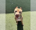 Small #3 American Pit Bull Terrier