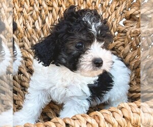 Poodle (Toy) Puppy for sale in HOUSTON, TX, USA