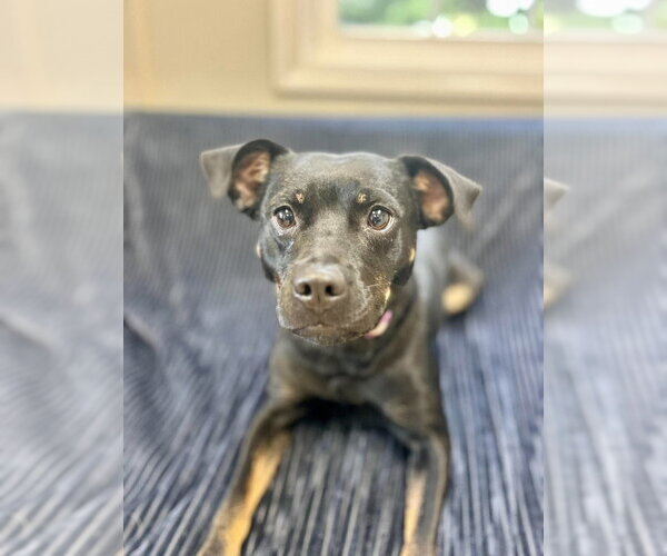 Medium Photo #4 Mutt Puppy For Sale in Osgood, IN, USA