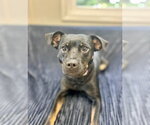 Small Photo #4 Mutt Puppy For Sale in Osgood, IN, USA