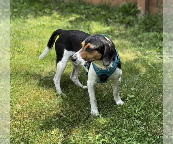 Medium Photo #4 Beagle Puppy For Sale in Springdale, PA, USA