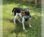 Small #3 Beagle