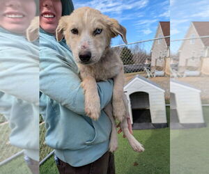 Siberian Husky-Unknown Mix Dogs for adoption in garner, NC, USA