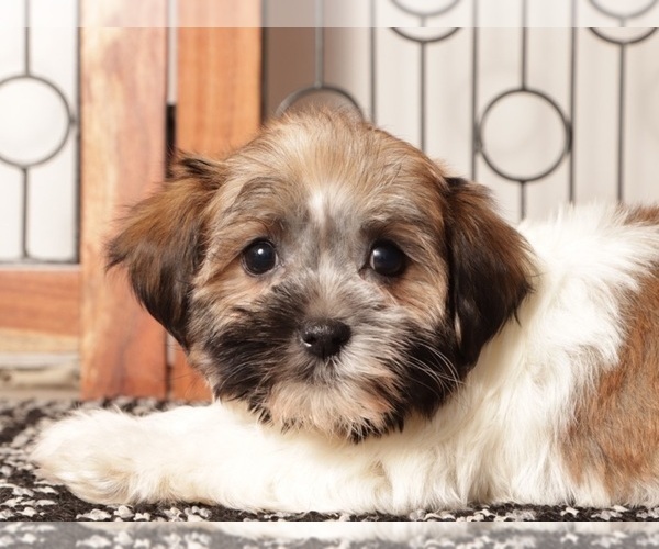 Medium Photo #8 Havanese Puppy For Sale in NAPLES, FL, USA
