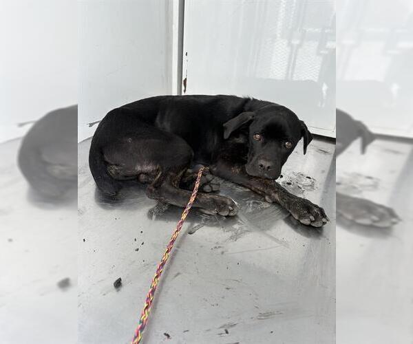 Medium Photo #1 Mutt Puppy For Sale in Stockton, CA, USA