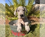 Small #1 Great Dane