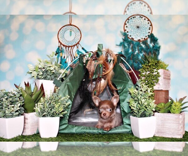 Medium Photo #1 Chihuahua Puppy For Sale in CHARLESTON, AR, USA