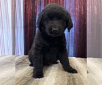 Small Photo #1 Labradoodle Puppy For Sale in Lake Elsinore, CA, USA
