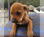 Wonton - Female Rottweiler-Unknown Mix Dog for Adoption - Small photo