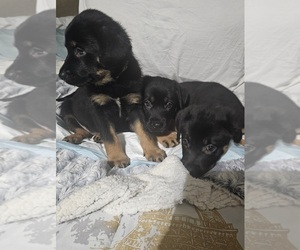 Shepweiller Puppy for sale in PORT SAINT LUCIE, FL, USA