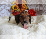Small #3 Dachshund
