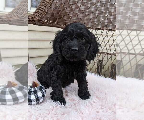Medium Photo #6 Cock-A-Poo Puppy For Sale in SALEM, MO, USA