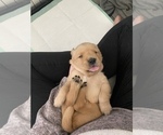 Small Photo #10 Golden Retriever Puppy For Sale in DAWSON, TX, USA