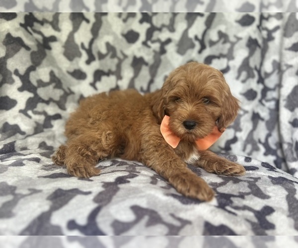 Medium Photo #6 Cock-A-Poo Puppy For Sale in LAKELAND, FL, USA