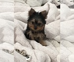 Small Photo #4 Yorkshire Terrier Puppy For Sale in HAYWARD, CA, USA