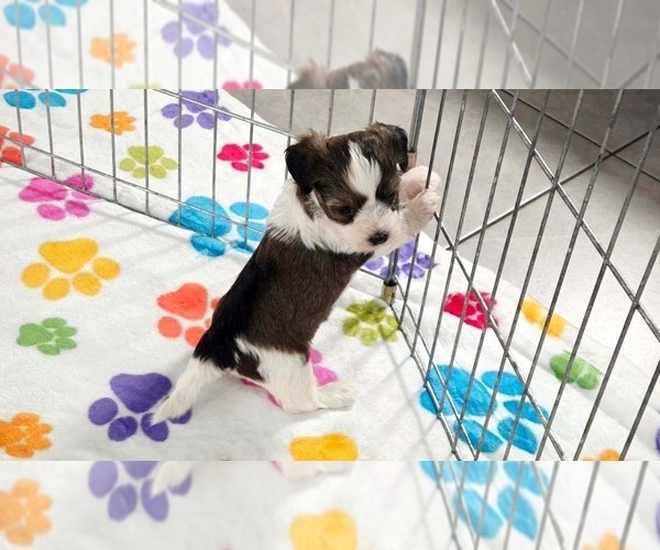 Medium Photo #7 Havashire Puppy For Sale in ORO VALLEY, AZ, USA