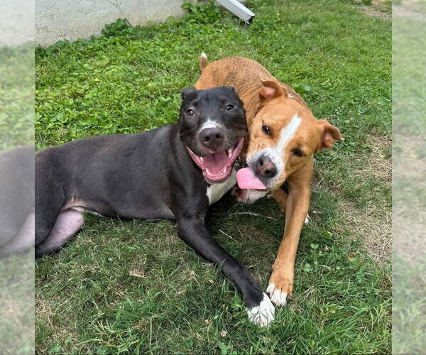 Medium Photo #4 American Staffordshire Terrier-Unknown Mix Puppy For Sale in Fairfax, VA, USA