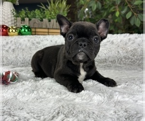 French Bulldog Puppy for sale in GREENFIELD, IN, USA