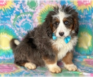 Australian Shepherd Puppy for sale in LANCASTER, PA, USA