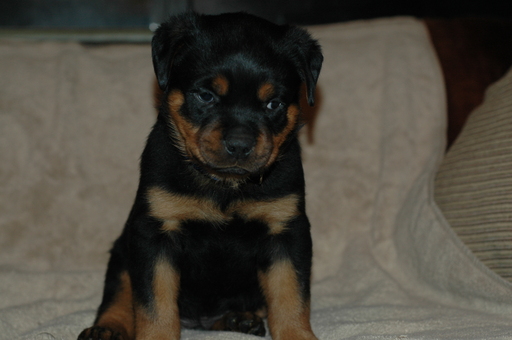 Medium Photo #1 Rottweiler Puppy For Sale in SHOW LOW, AZ, USA