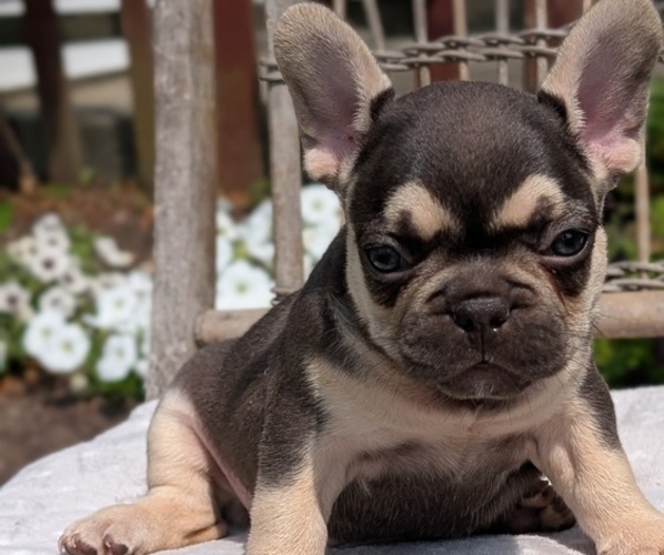 Medium Photo #44 French Bulldog Puppy For Sale in GOSHEN, IN, USA