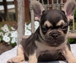 Small Photo #44 French Bulldog Puppy For Sale in GOSHEN, IN, USA