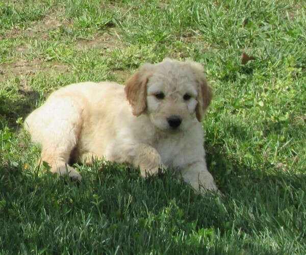 Medium Photo #10 Goldendoodle Puppy For Sale in WAYNESVILLE, MO, USA