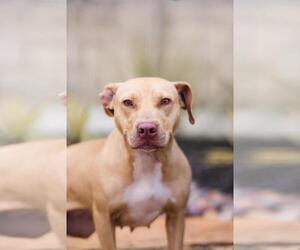 Mutt Dogs for adoption in Rockwall, TX, USA