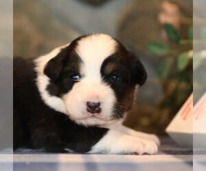 Australian Shepherd Puppy for sale in WESTFIELD, MA, USA