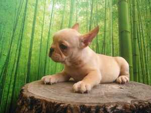 French Bulldog Puppy for sale in HOMESTEAD, FL, USA