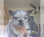 Image preview for Ad Listing. Nickname: Litter of 2