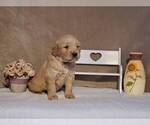 Puppy Lexus Golden Retriever