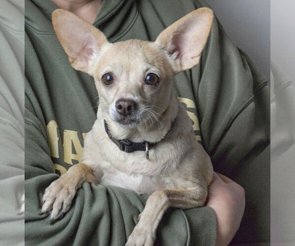 Medium Photo #3 Chiweenie Puppy For Sale in Huntley, IL, USA