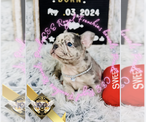 Medium Photo #9 French Bulldog Puppy For Sale in ATHENS, GA, USA