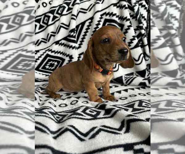 Medium Photo #2 Dachshund Puppy For Sale in BREVARD, NC, USA