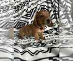 Small #1 Dachshund