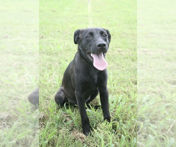 Medium Photo #1 Labrador Retriever-Unknown Mix Puppy For Sale in Abbeville, LA, USA
