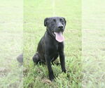 Small Labrador Retriever Mix