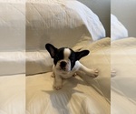 Small French Bulldog