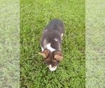 Small Photo #6 Pembroke Welsh Corgi Puppy For Sale in KINGSVILLE, MO, USA