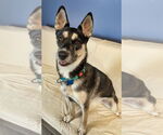 Small #13 Huskies  Mix