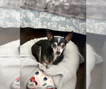 Small #3 Chihuahua Mix