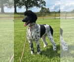 Small #1 Poodle (Standard)